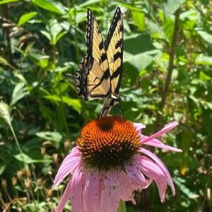 National Pollinator Week!