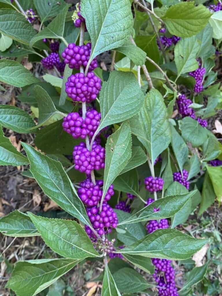 American beautyberry fruiting in the fall.