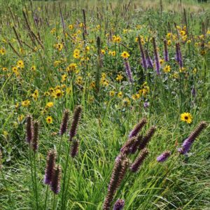 Prairies are Part of the Solution to the Climate Change Crisis
