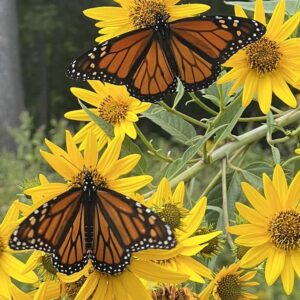 How Much Wildflower Seed Do I Need