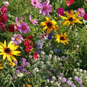 Old Fashion Cottage Garden Mix
