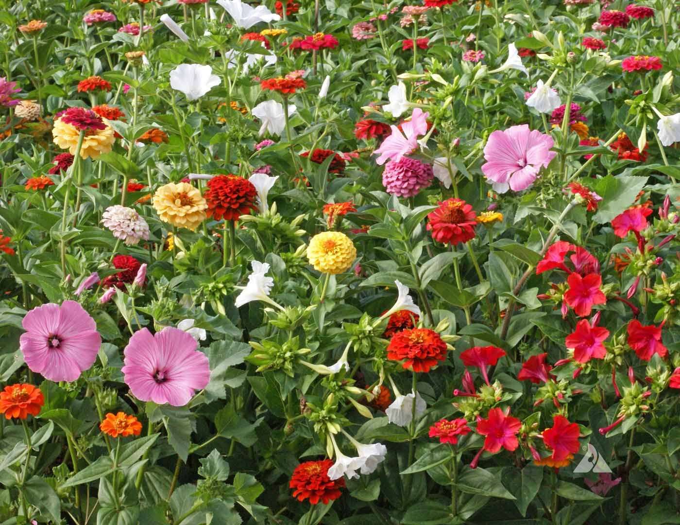 Old Fashion Cottage Garden Mix - Image 2