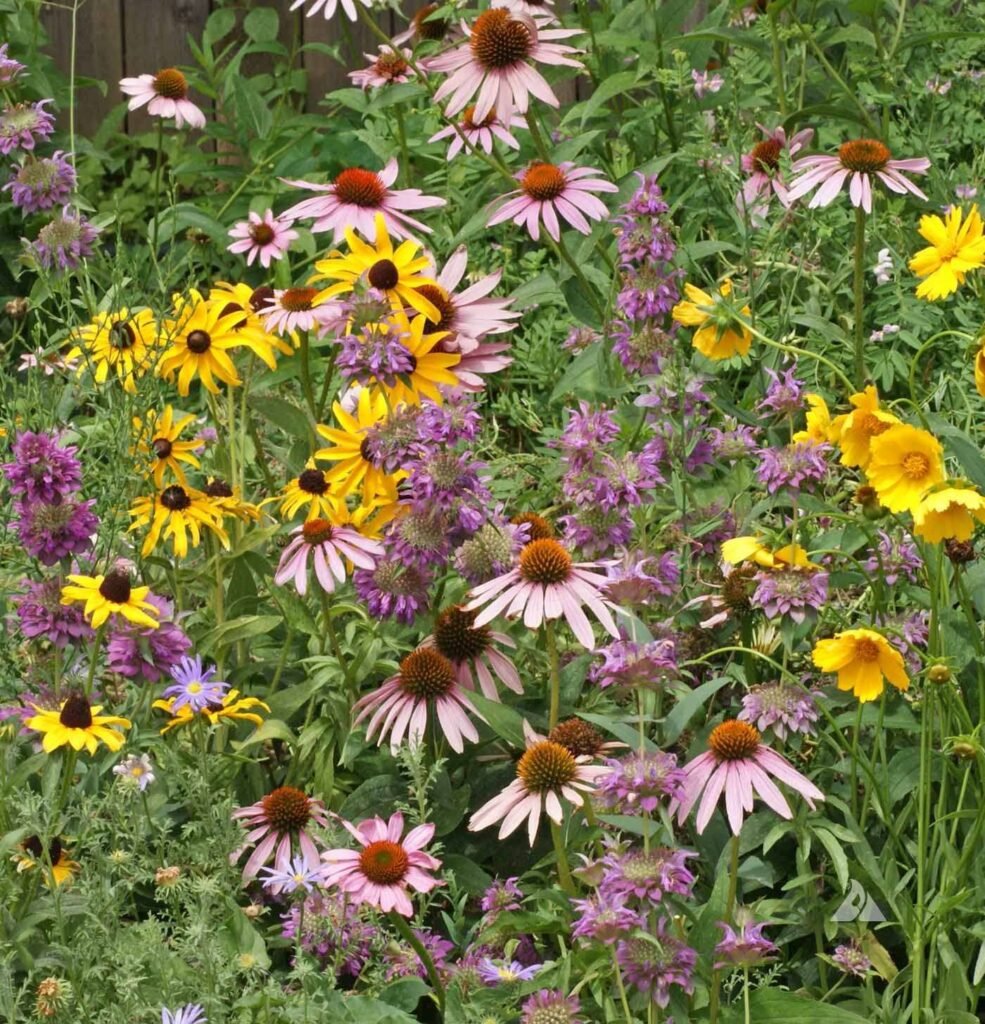 Eastern Pollinator Seed Mix