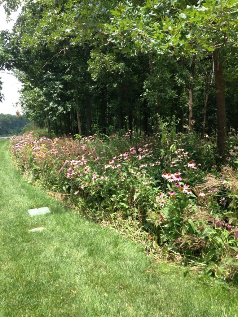 Shady Golf Course Wildflower Mix