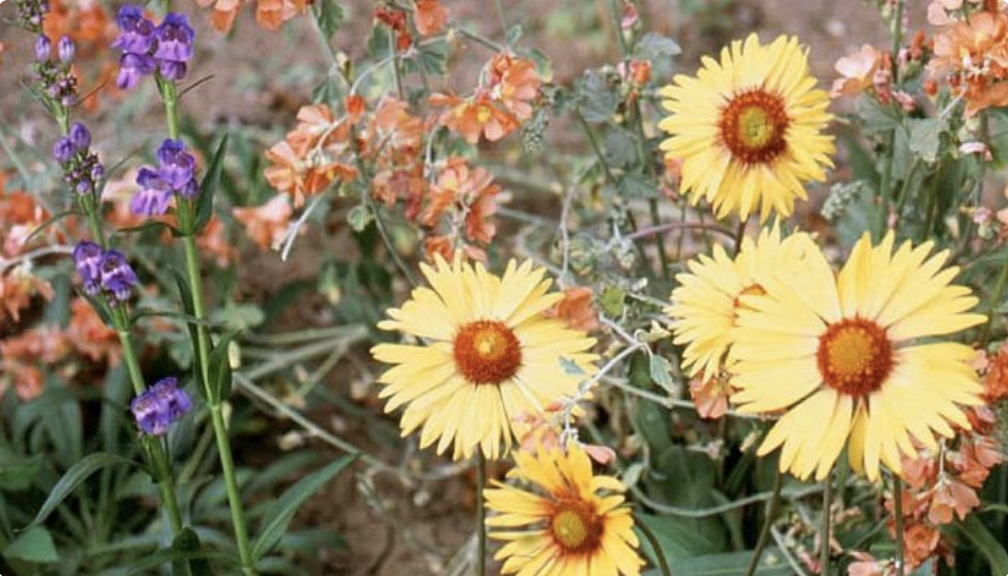 Intermountain Native Wildflower Mix