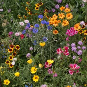 Knee High Wildflower Seed Mix