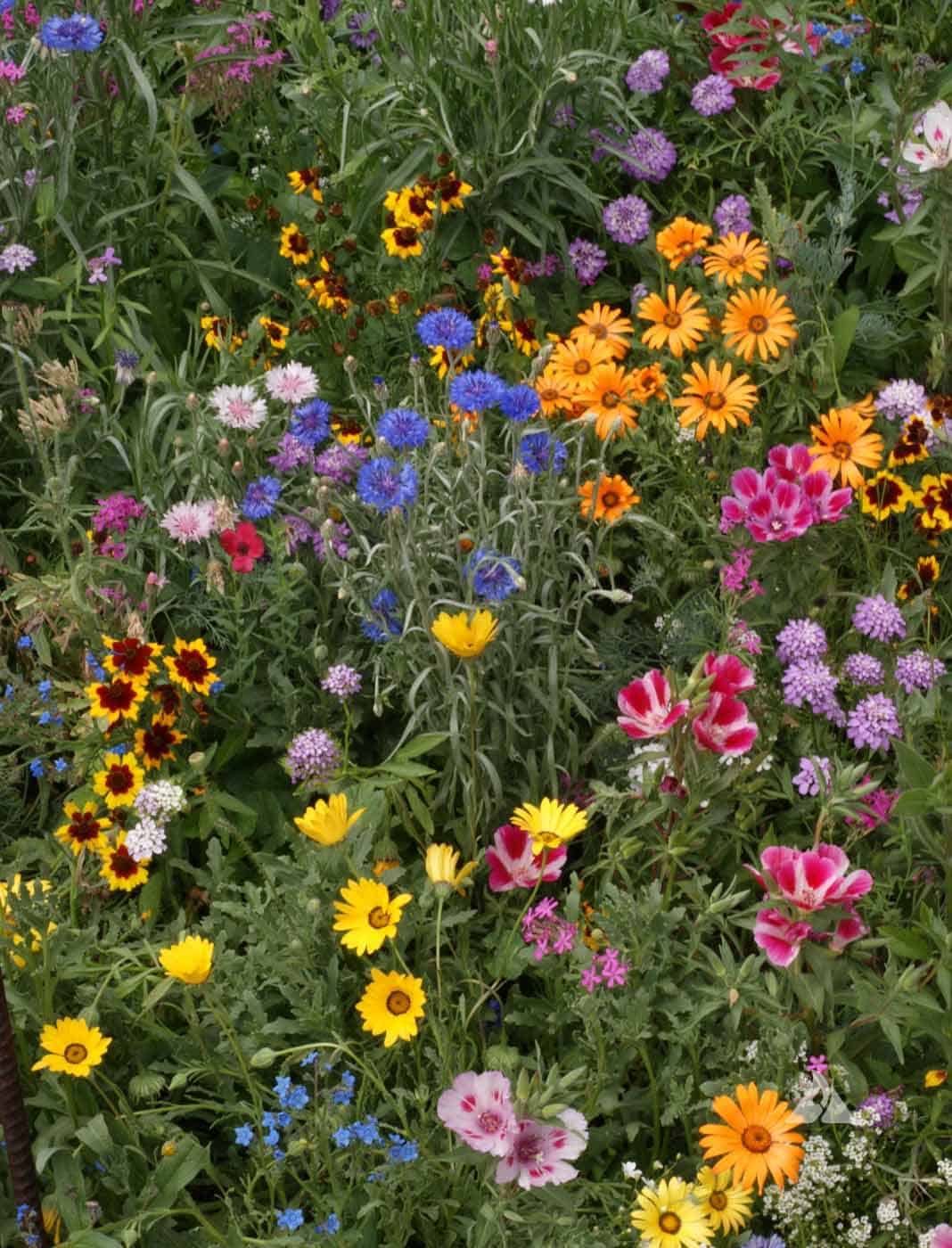 Knee High Wildflower Seed Mix