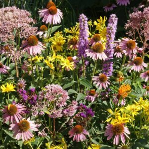 Native Flower Mix for Monarchs