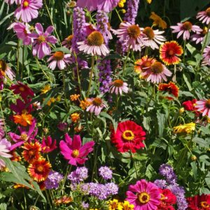 Monarch Butterfly Garden Seed Mix