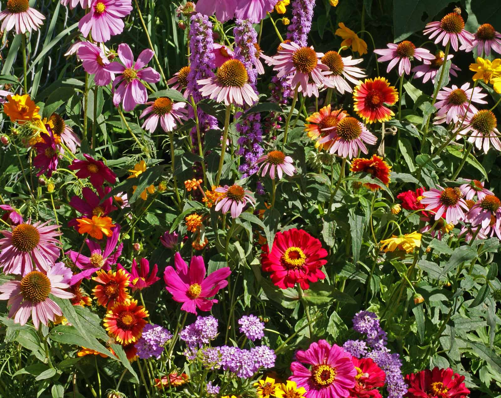 Monarch Butterfly Garden Seed Mix