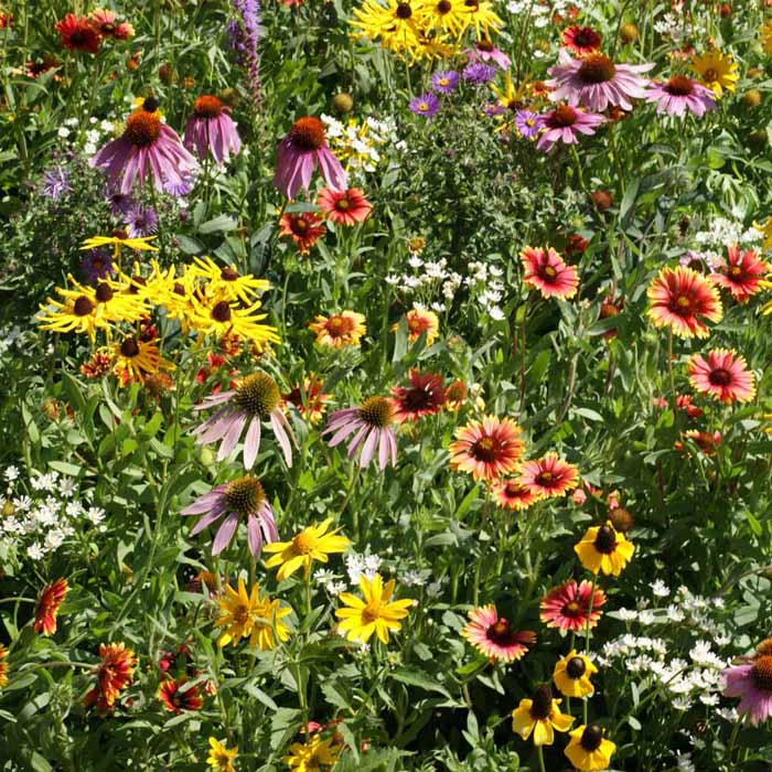 Midwest Native Wildflower Seed Mix