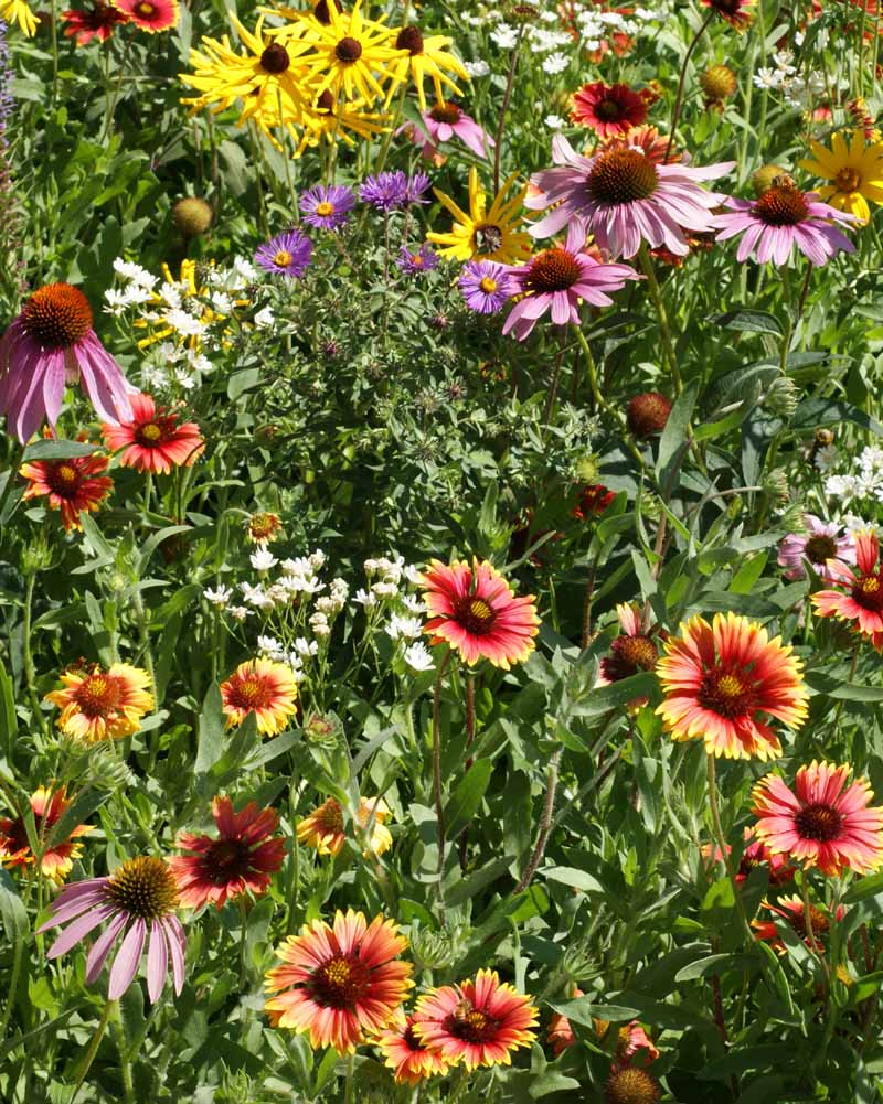 Northeast Native Wildflower Mix