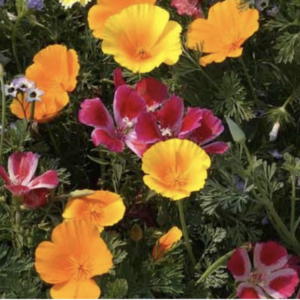 Northwest Native Wildflower Seed Mix