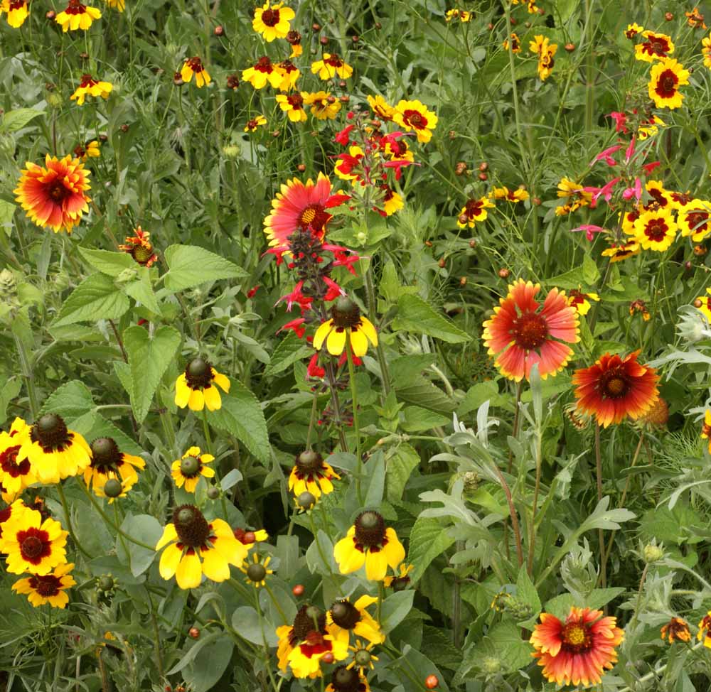 Texas Oklahoma Native Wildflower Mix