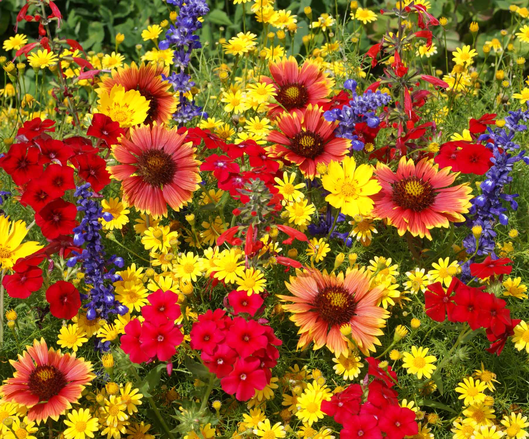Texas Oklahoma Native Wildflower Mix - Image 2
