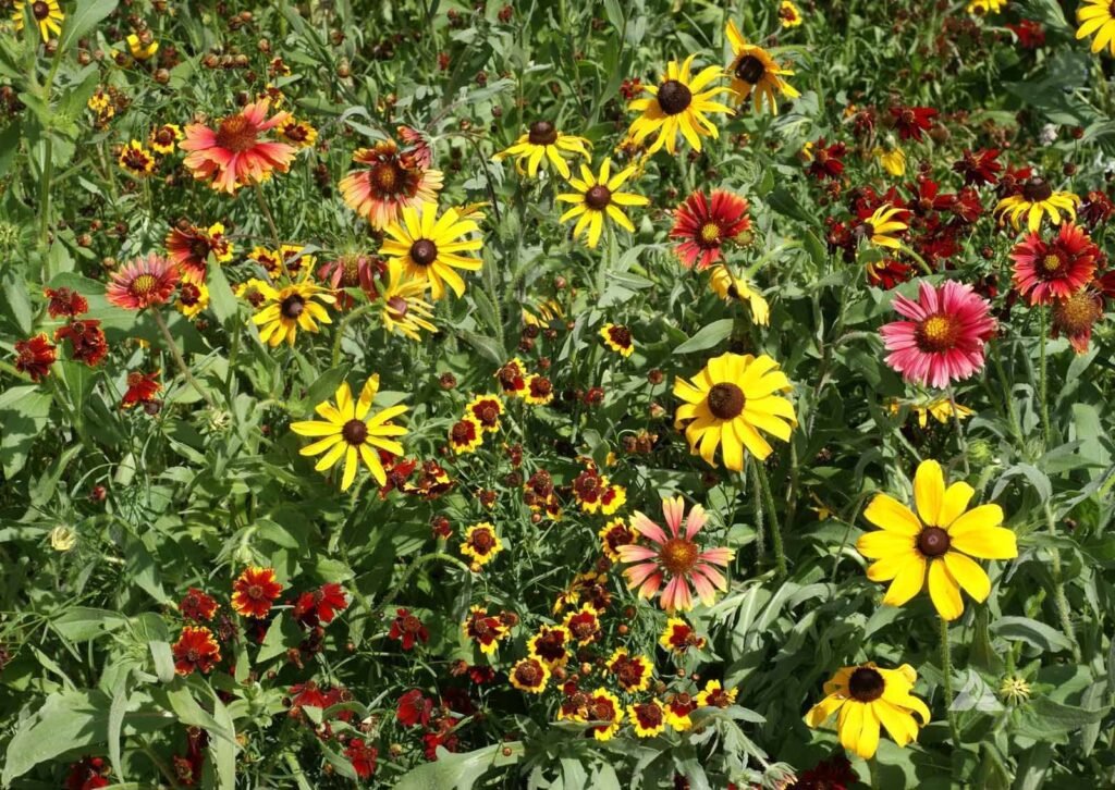 Shortgrass Prairie Wildflower Seed Mix