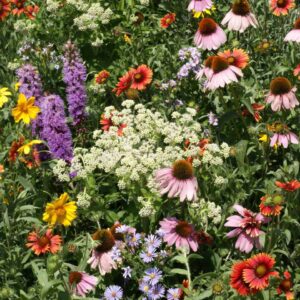 Southeast Native Wildflower Seed Mix