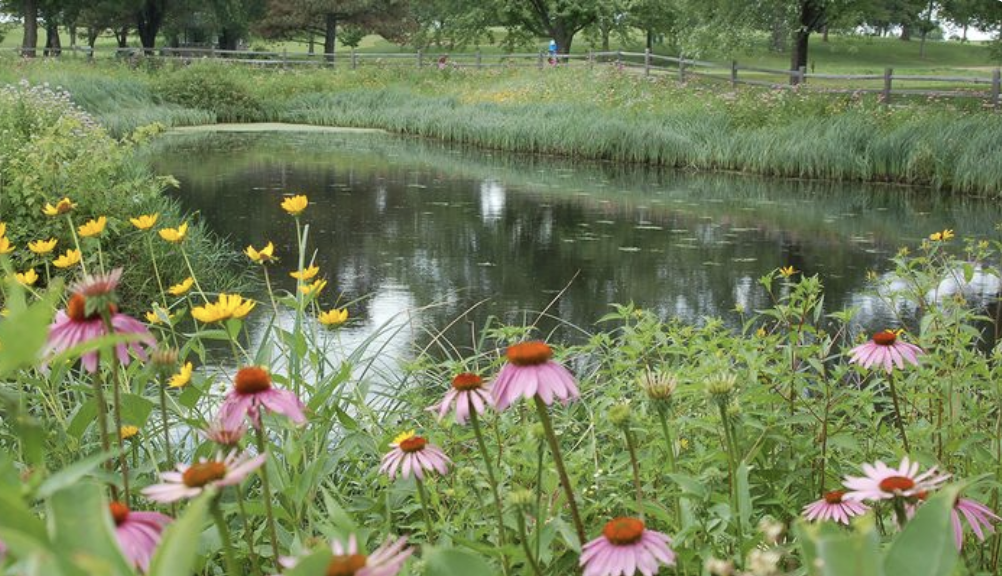 Native Light Shade Seed Mix