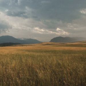 Southern Plains Native Grass Seed Mix