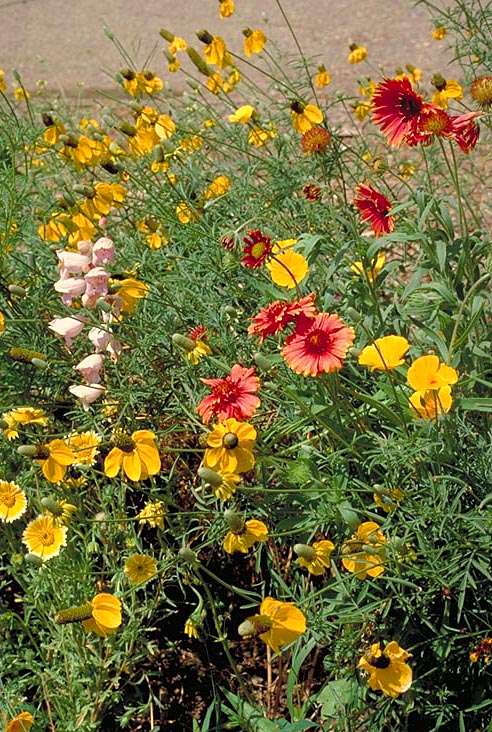 Southwest Native Wildflower Seed Mix - Image 2