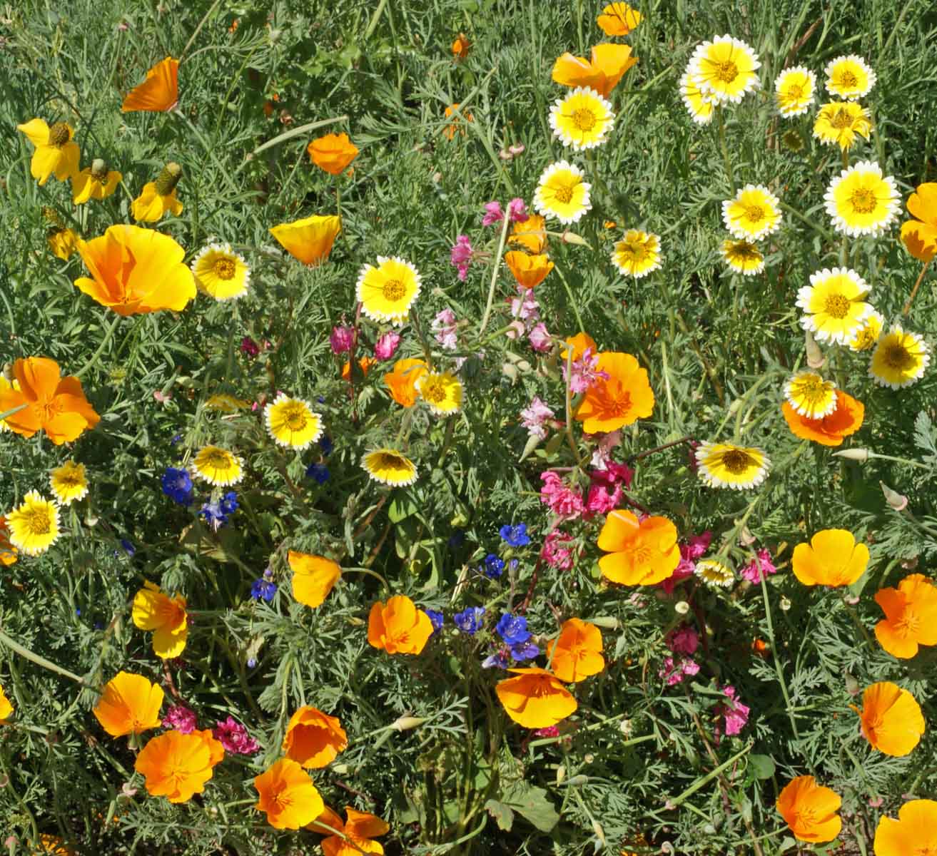 Southwest Native Wildflower Seed Mix