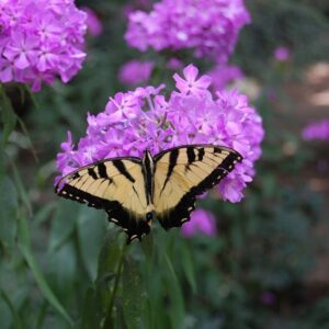 Where Wildflower Seed Mixes Work Better Than Lawns