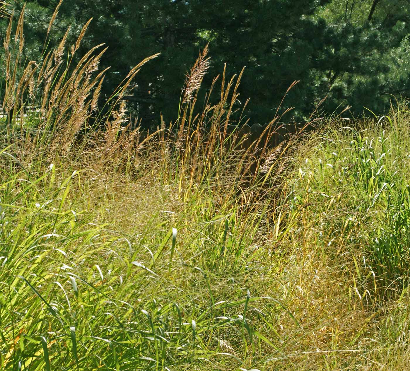 Tallgrass Prairie Grass Mix