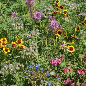 Western Pollinator Native Seed Mix