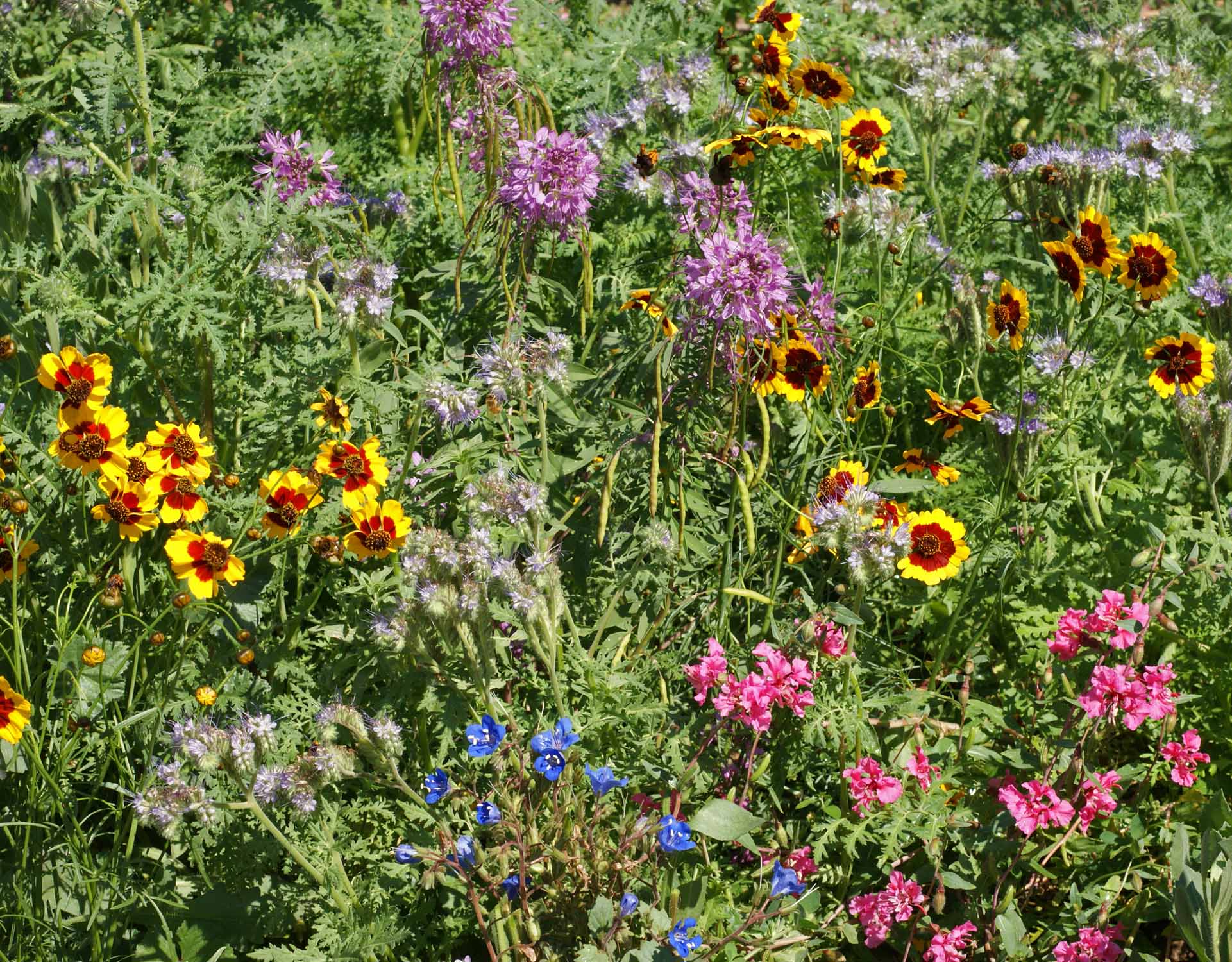 Western Pollinator Native Seed Mix