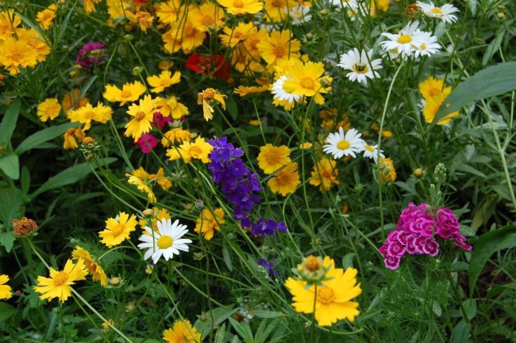 Little Bit Shady Wildflower Seed Mix
