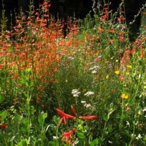 Western Xeriscape Wildflower Seed Mix