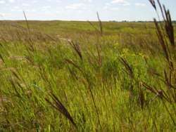 Native Grass Seed Mixes