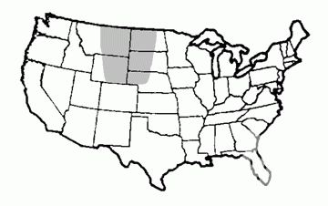 High Plains Native Wildflower Seed Mix - Image 2