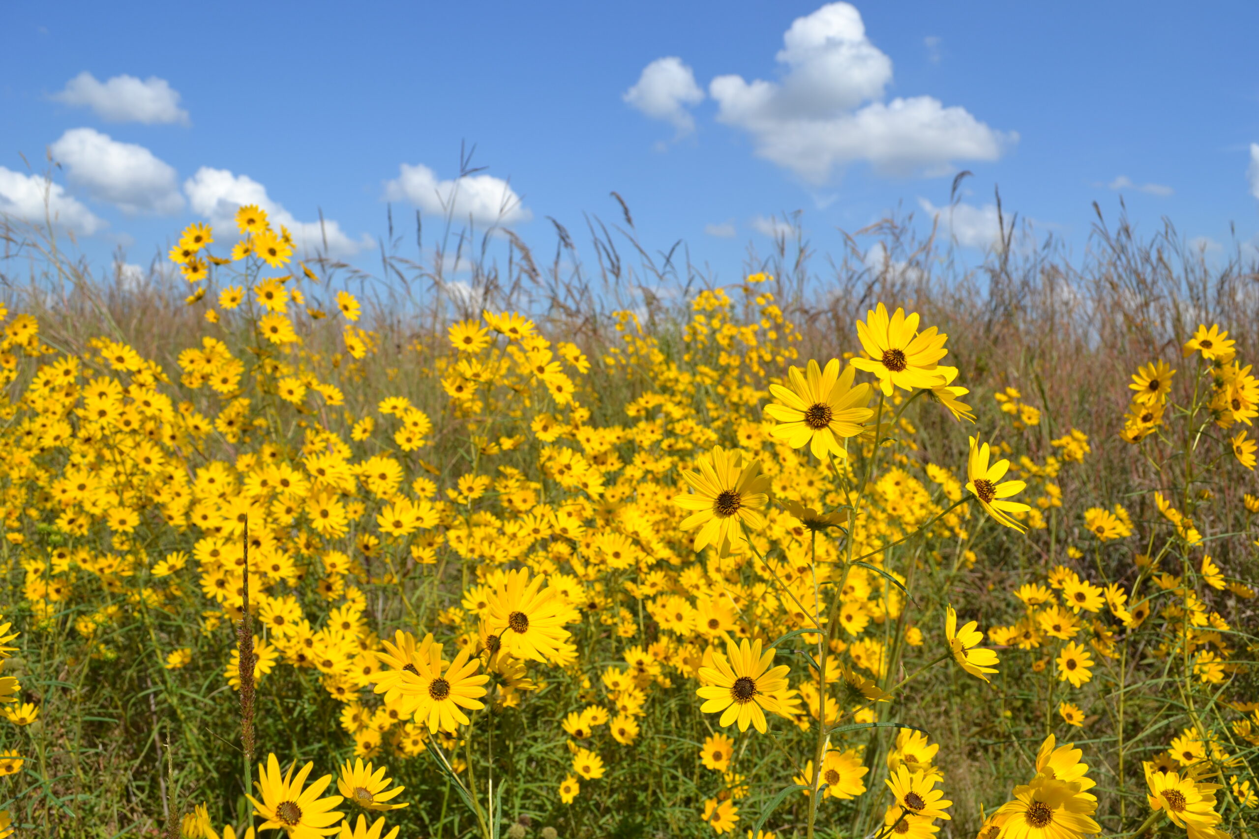 Pollinator Seed Mixes