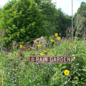 Rain Garden Seed Mix