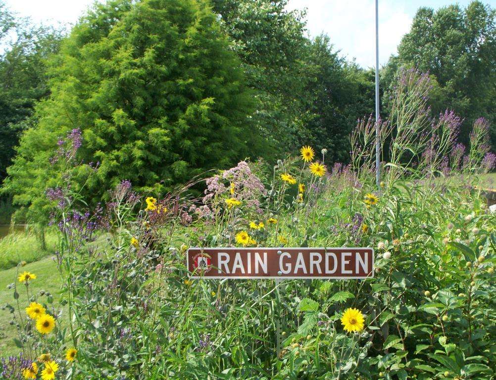 Rain Garden Seed Mix