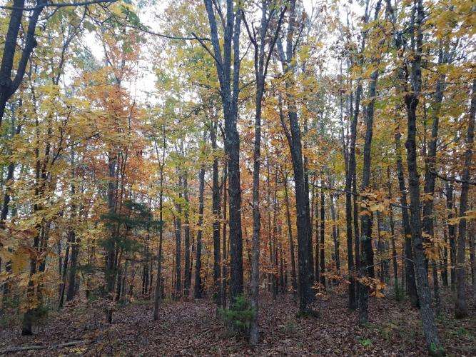 Native Light Shade Seed Mix - Image 2