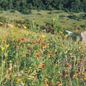 Eastern Xeriscape Native Wildflower Mix