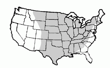 Tallgrass Prairie Grass Mix - Image 2