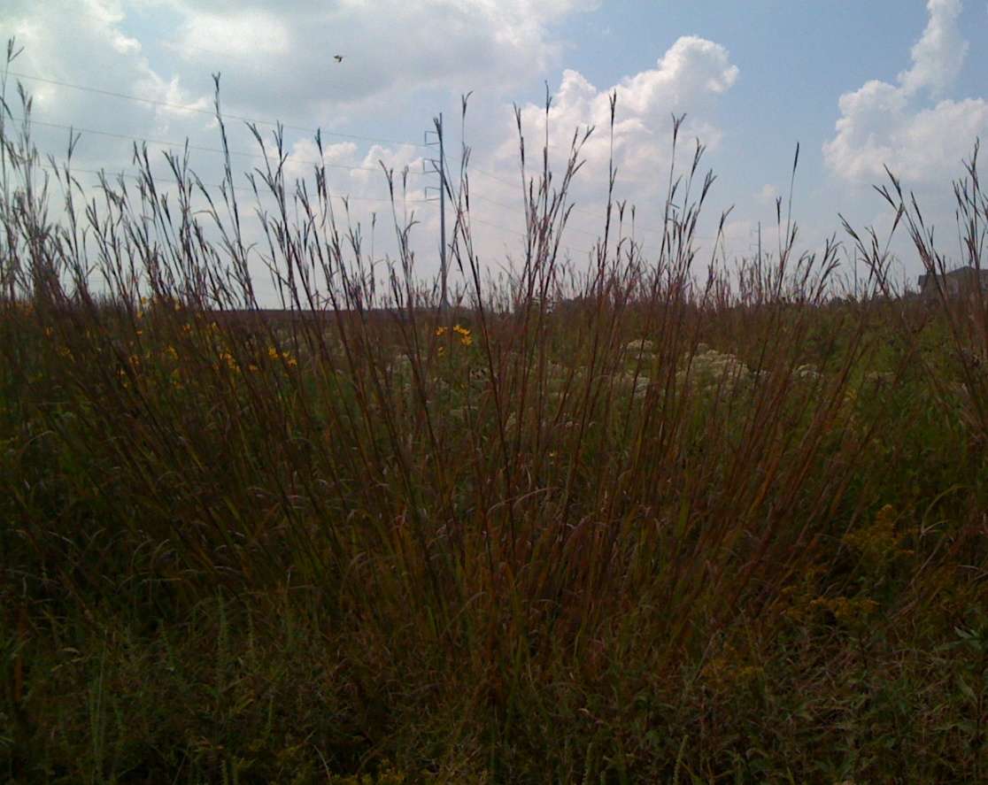 Northeast Native Grass Mix