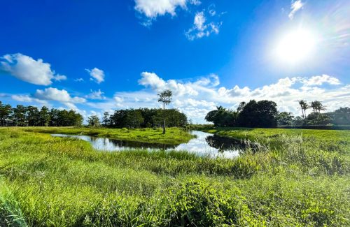Palm,Beach,Gardens,Swamp,Bayou,River,Landscape